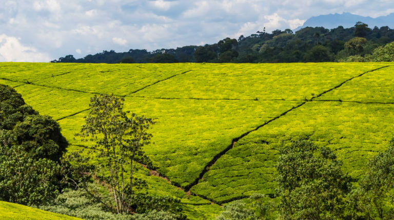 世界第一大茶叶出口国竟然是这个非洲国家……3.jpg