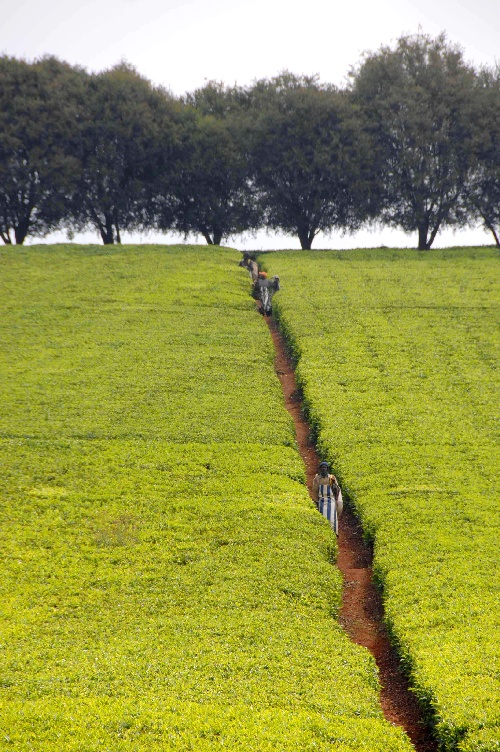 世界第一大茶叶出口国竟然是这个非洲国家…….JPG