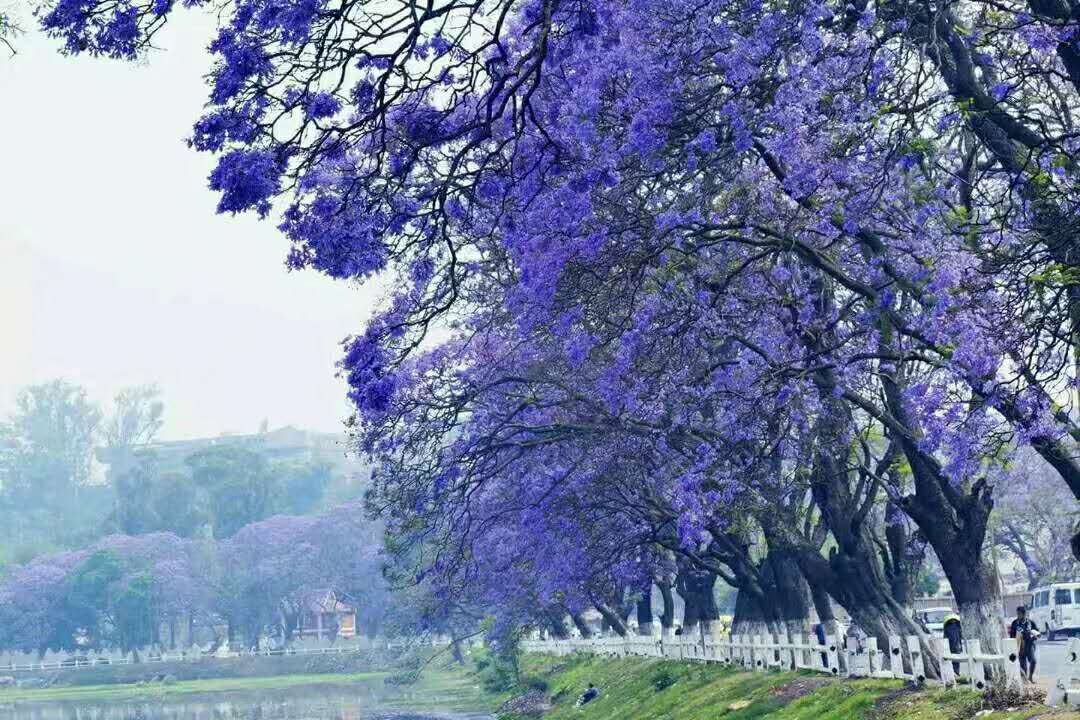 南非紫薇