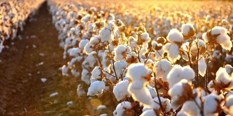 肯尼亚政府批准转基因棉花商业化种植